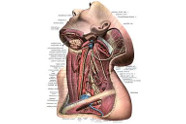 Comment Soigner Les Cervicales Et La Gorge Douloureuse?